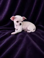 Akc coconut , a female Chihuahua for sale in Brooksville, KY – 5 of 9