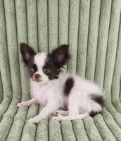  Latte, a male Chihuahua for sale in Brooksville, KY – Photo 8 of 8