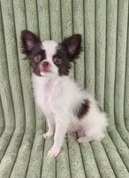  Latte, a male Chihuahua for sale in Brooksville, KY – Photo 6 of 8