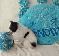 processed/fc04658a-1313-44c6-9a7c-fe09603c6d1f/listing/897b0edf-4d6a-472b-9fc9-27d8db6d9776/252ddeba-8890-4f49-ad55-40f927edc757