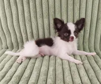  Latte, a male Chihuahua for sale in Brooksville, KY – Photo 7 of 8