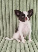  Latte, a male Chihuahua for sale in Brooksville, KY – Photo 1 of 8