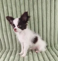  Latte, a male Chihuahua for sale in Brooksville, KY – Photo 4 of 8