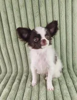  Latte, a male Chihuahua for sale in Brooksville, KY – Photo 2 of 8