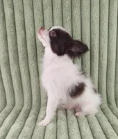  Latte, a male Chihuahua for sale in Brooksville, KY – Photo 5 of 8