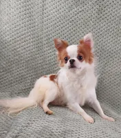 AKC Pablo, a male Chihuahua for sale in Brooksville, KY – Photo 6 of 10