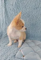 AKC Pablo, a male Chihuahua for sale in Brooksville, KY – Photo 8 of 10