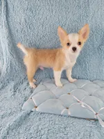 AKC Pablo, a male Chihuahua for sale in Brooksville, KY – Photo 4 of 10