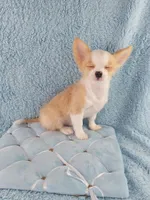 AKC Pablo, a male Chihuahua for sale in Brooksville, KY – Photo 10 of 10