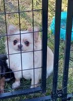 AKC Pablo, a male Chihuahua for sale in Brooksville, KY – Photo 9 of 10