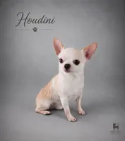 Akc coconut , a female Chihuahua for sale in Brooksville, KY – 8 of 9