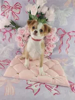AKC Phoebe , a female Chihuahua for sale in Brooksville, KY – Photo 7 of 8
