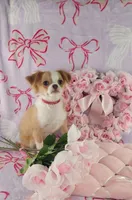 AKC Phoebe , a female Chihuahua for sale in Brooksville, KY – Photo 4 of 8
