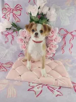 AKC Phoebe , a female Chihuahua for sale in Brooksville, KY – Photo 6 of 8