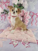 AKC Phoebe , a female Chihuahua for sale in Brooksville, KY – Photo 8 of 8