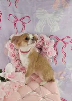 AKC Phoebe , a female Chihuahua for sale in Brooksville, KY – Photo 3 of 8