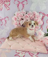 AKC Phoebe , a female Chihuahua for sale in Brooksville, KY – Photo 5 of 8