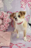 AKC Phoebe , a female Chihuahua for sale in Brooksville, KY – Photo 1 of 8