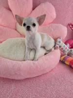 Akc coconut , a female Chihuahua for sale in Brooksville, KY – 4 of 10