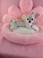 Akc coconut , a female Chihuahua for sale in Brooksville, KY – 7 of 10