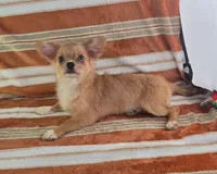 AKC Nemo , a male Chihuahua for sale in Brooksville, KY – 4 of 10