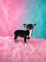 AKC Charlotte , a female Chihuahua for sale in Brooksville, KY – 6 of 9