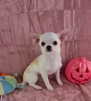Akc coconut , a female Chihuahua for sale in Brooksville, KY – 4 of 10