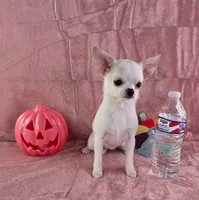 Akc coconut , a female Chihuahua for sale in Brooksville, KY – 5 of 10