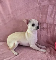 AKC Milly, a female Chihuahua for sale in Brooksville, KY – 10 of 10
