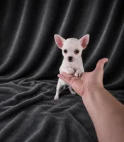 AKC Hopper, a male Chihuahua for sale in Brooksville, KY – 4 of 10