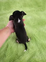 AKC Peter, a male Chihuahua for sale in Brooksville, KY – 4 of 6