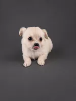 AKC Nelly , a male Chihuahua for sale in Brooksville, KY – 3 of 7