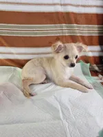 AKC Nelly , a male Chihuahua for sale in Brooksville, KY – 4 of 7
