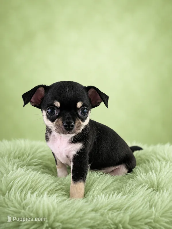 AKC Peter – Chihuahua puppy for sale in Brooksville, KY