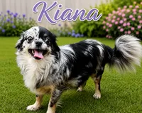 AKC Nemo , a male Chihuahua for sale in Brooksville, KY – 8 of 8
