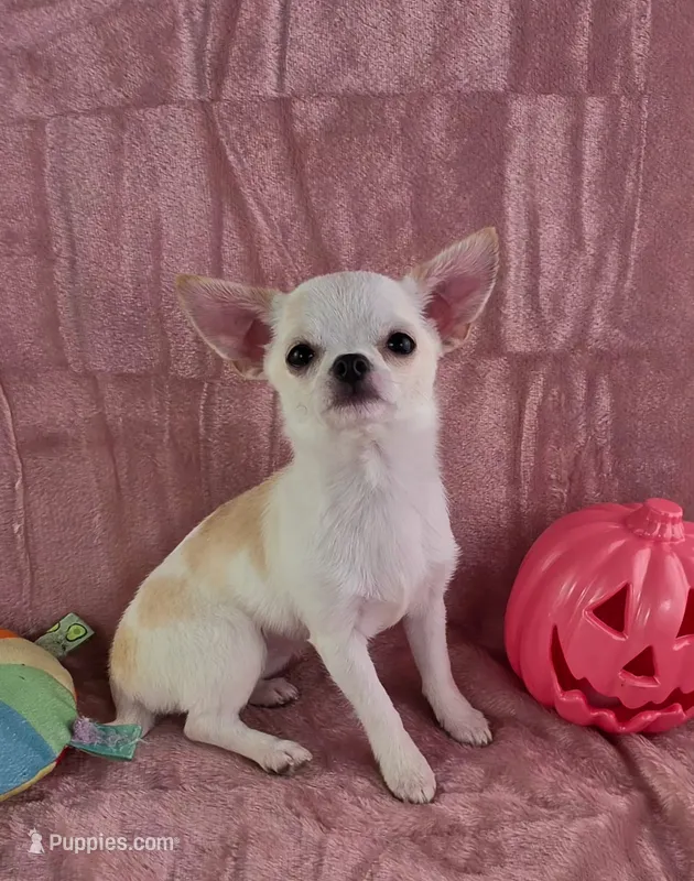 Akc coconut  – Chihuahua puppy for sale in Brooksville, KY