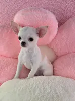 Akc coconut , a female Chihuahua for sale in Brooksville, KY – 6 of 10
