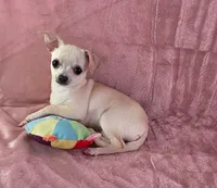 AKC Milly, a female Chihuahua for sale in Brooksville, KY – 3 of 10