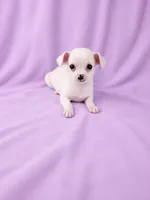 AKC Milly, a female Chihuahua for sale in Brooksville, KY – 4 of 7