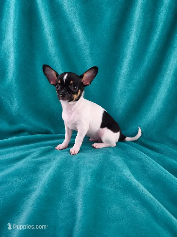 AKC Flynn – Chihuahua puppy for sale in Brooksville, KY