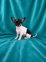 AKC Flynn, a male Chihuahua for sale in Brooksville, KY – 1 of 5