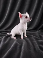 AKC Hopper, a male Chihuahua for sale in Brooksville, KY – 7 of 10