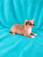 AKC Nemo , a male Chihuahua for sale in Brooksville, KY – 4 of 8