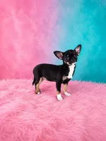 AKC Charlotte , a female Chihuahua for sale in Brooksville, KY – 3 of 9