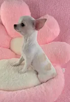 Akc coconut , a female Chihuahua for sale in Brooksville, KY – 2 of 10