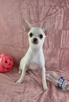 AKC Nana, a female Chihuahua for sale in Brooksville, KY – 7 of 8