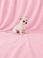 AKC Nana, a female Chihuahua for sale in Brooksville, KY – 5 of 7