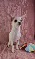 AKC Nana, a female Chihuahua for sale in Brooksville, KY – 3 of 8