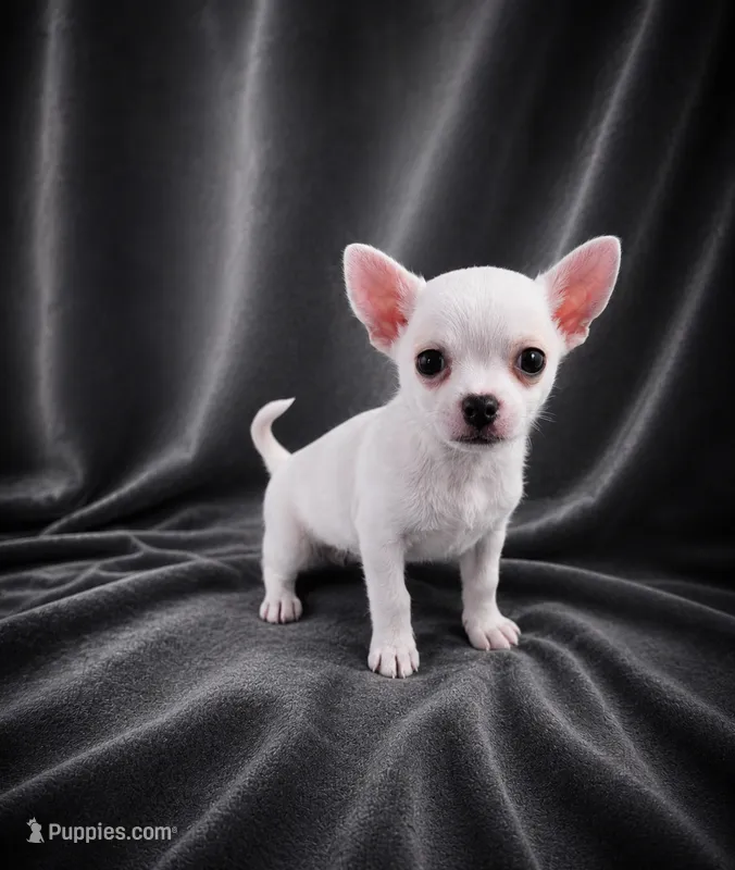 AKC Hopper – Chihuahua puppy for sale in Brooksville, KY