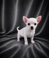 AKC Hopper, a male Chihuahua for sale in Brooksville, KY – 1 of 10